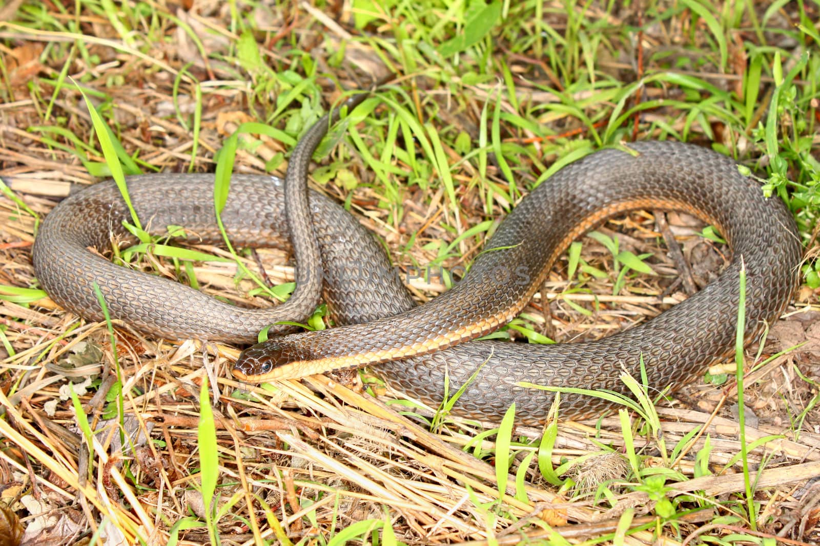 Queen Snake (Regina septemvittata) by Wirepec