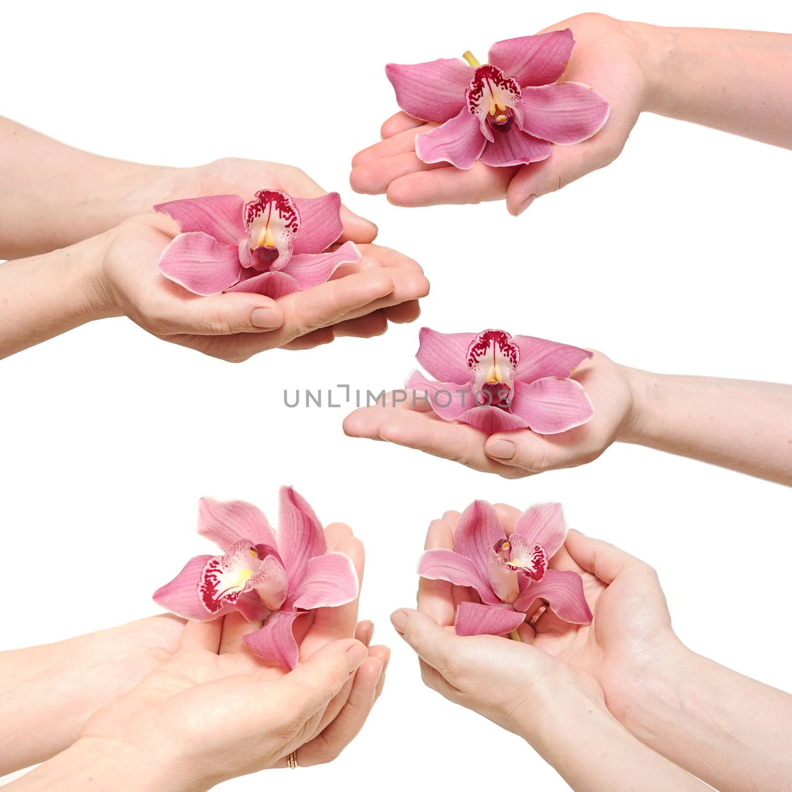Hands and orchid over isolated white background.each one is a separate picture