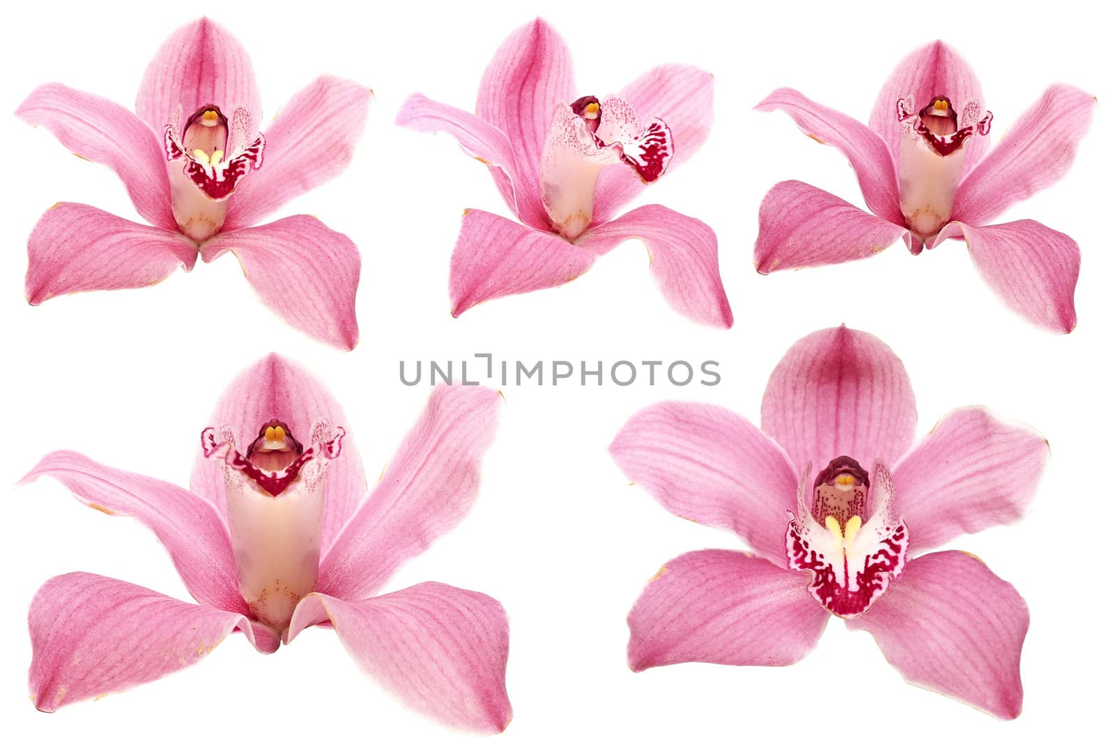 beautiful pink orchid flower on white background 