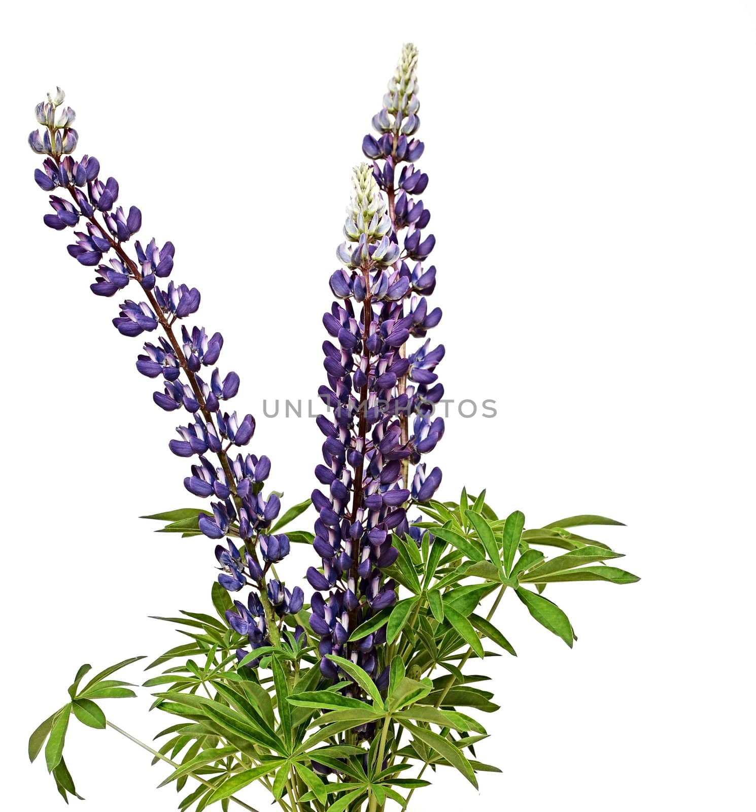 Wild lupines on white background 