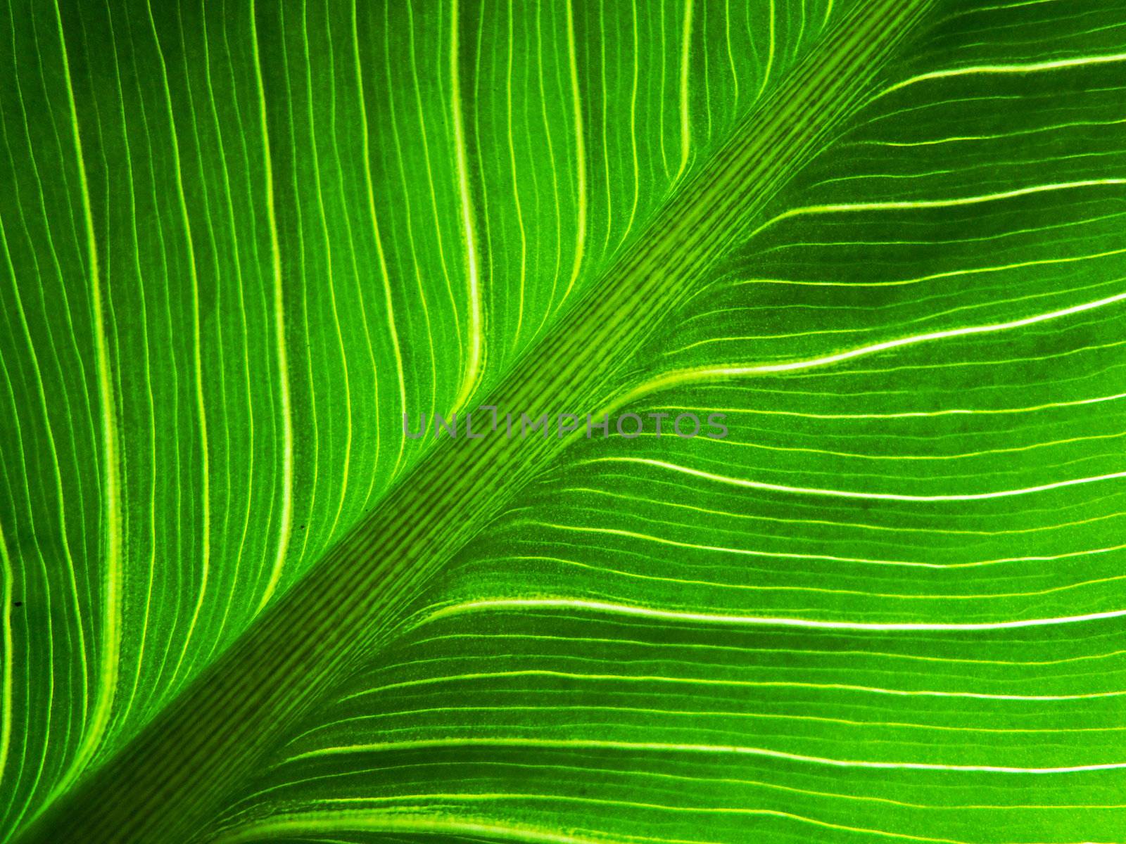 Big green leaf macro