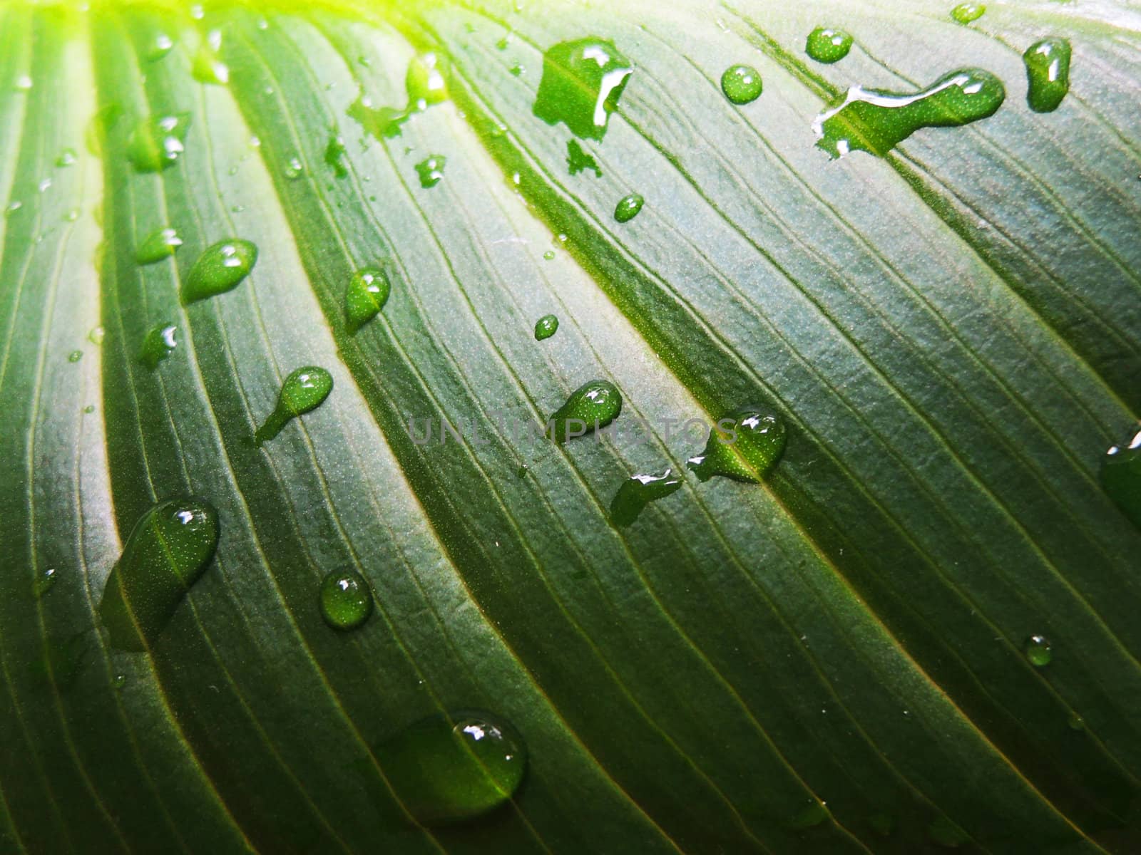 Green leaf and droplets macro by MalyDesigner