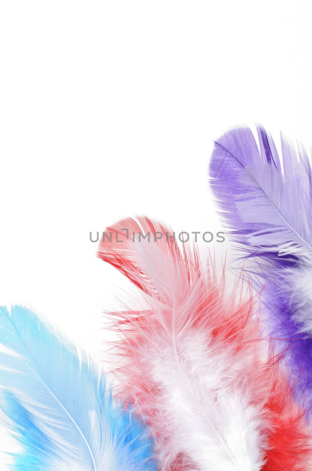 Colorful feathers on white background