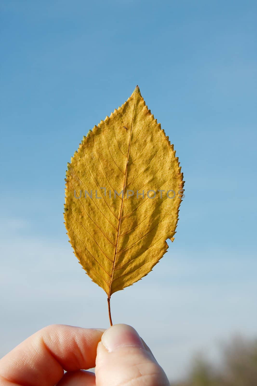 Autumn Leaf by Gudella