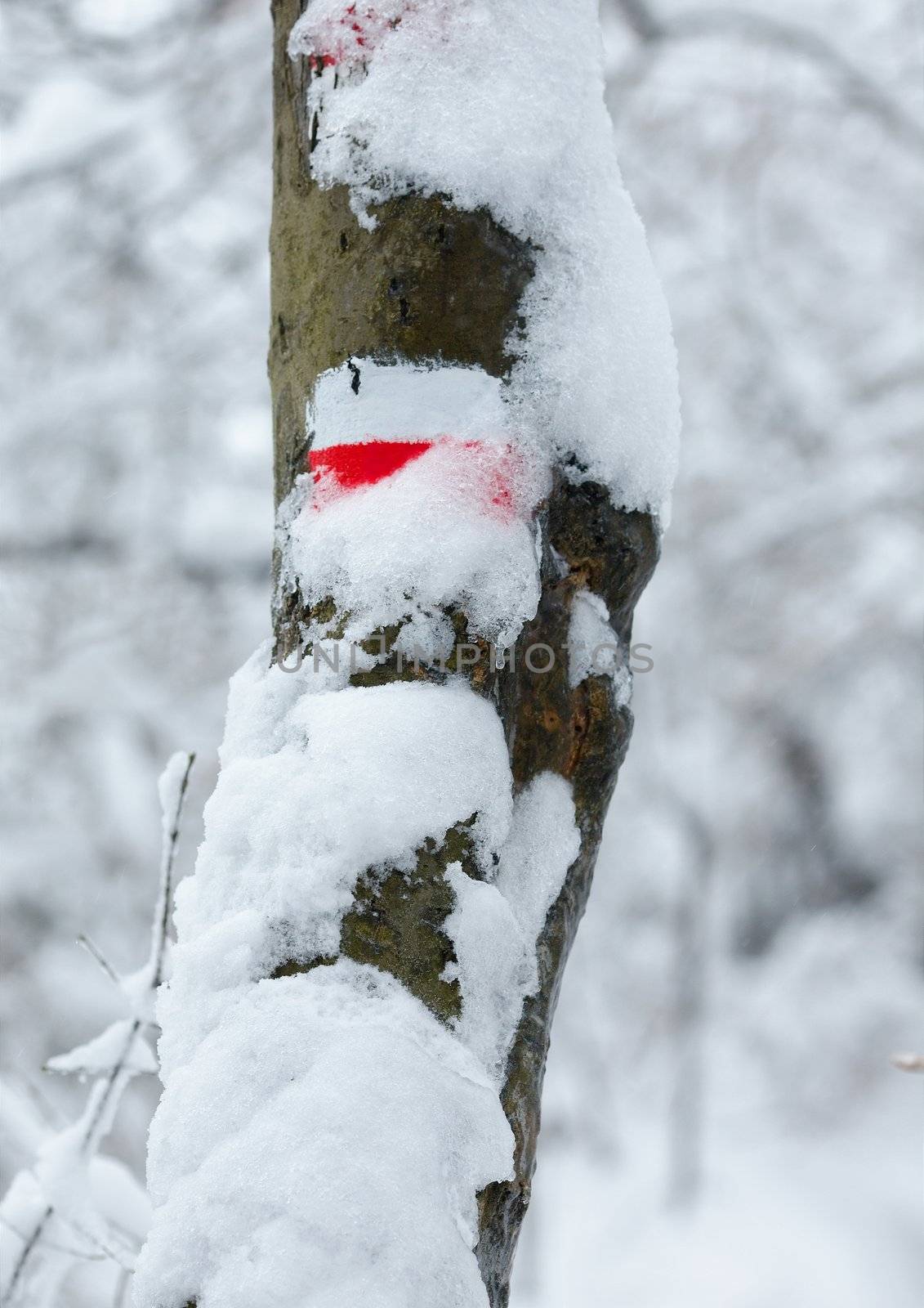 Hiking trail sign cover by snow in winter