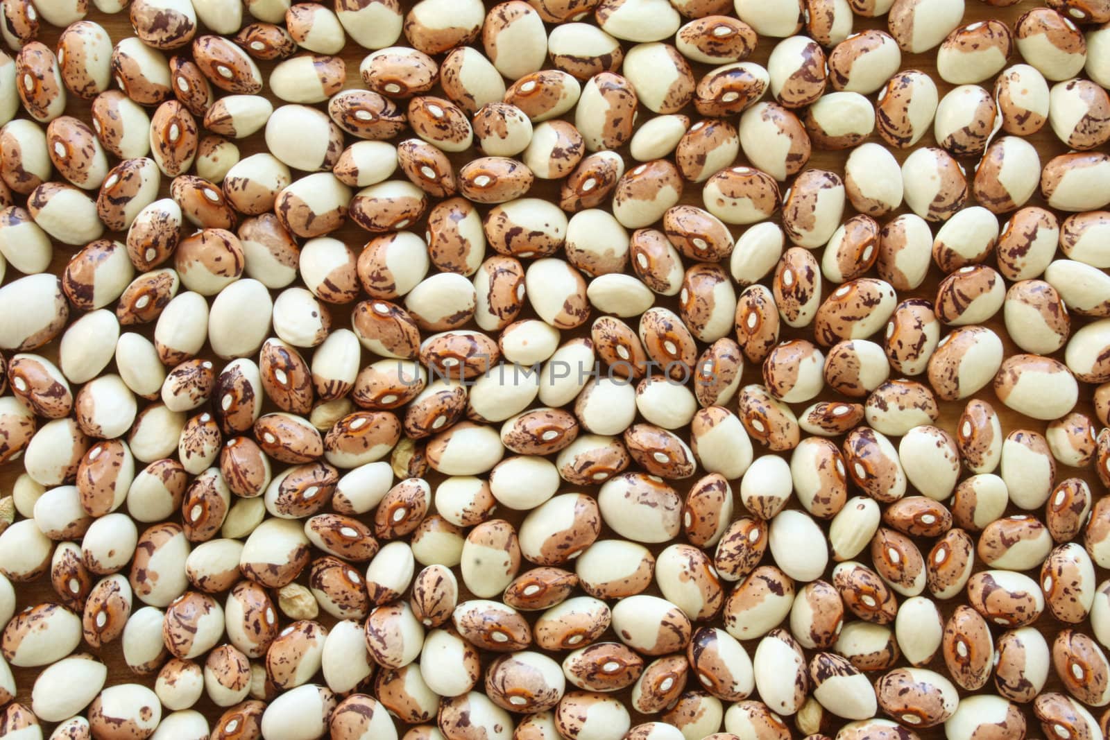 A background or wallpaper image of heirloom Papa de Rola dry soup beans.
