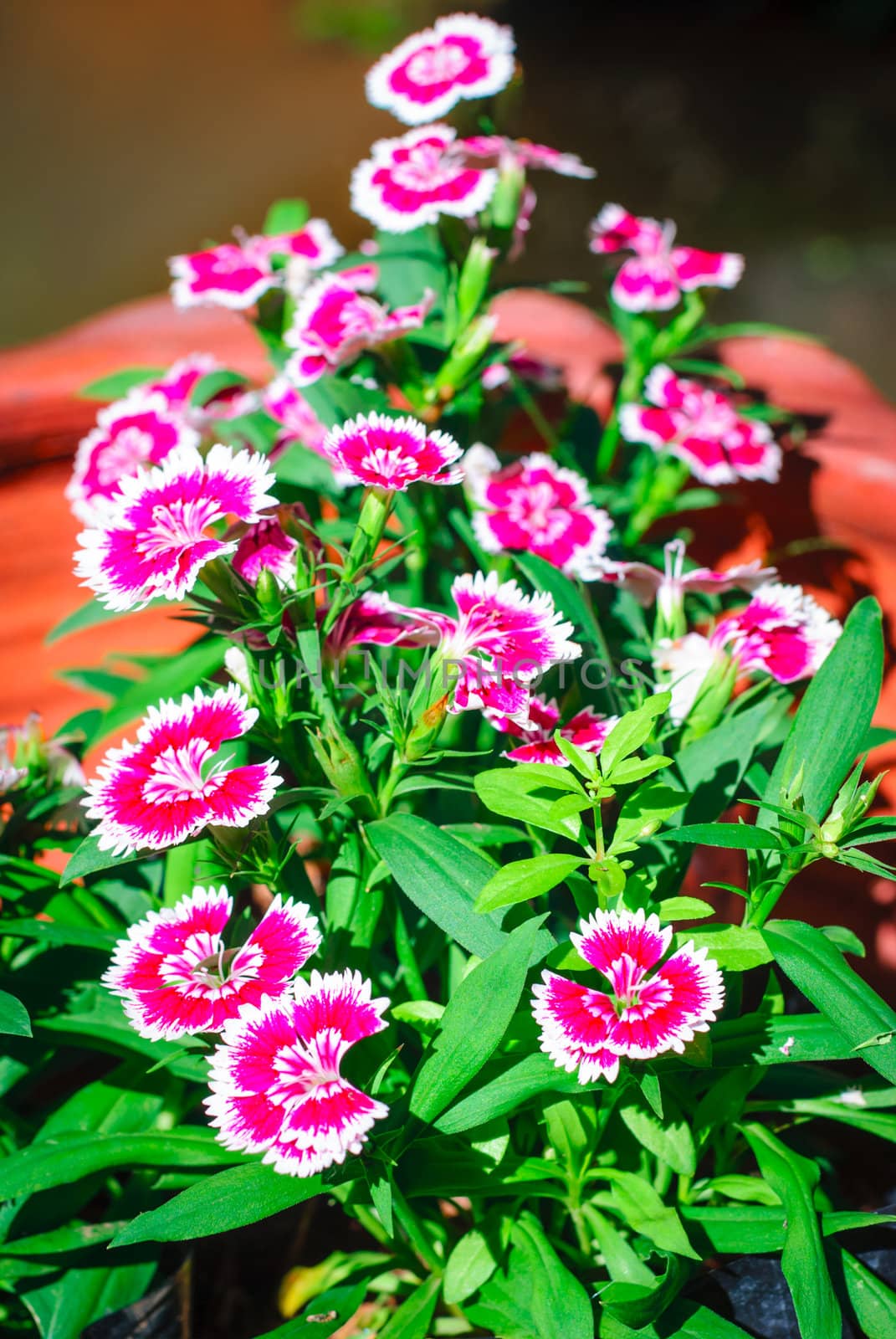 Dianthus chinensis flower by boydz1980