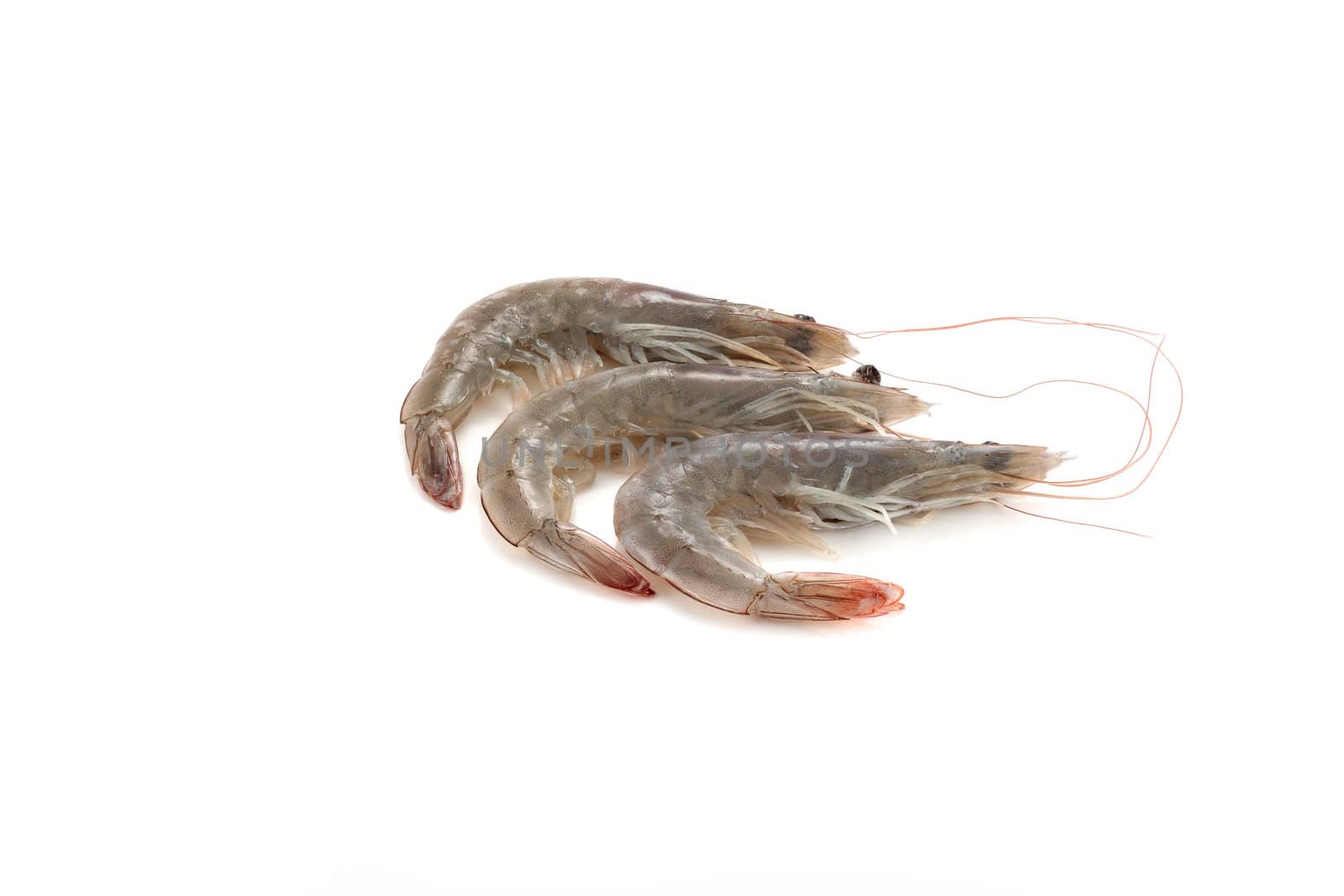 three raw shrimps isolated on white mediterranean