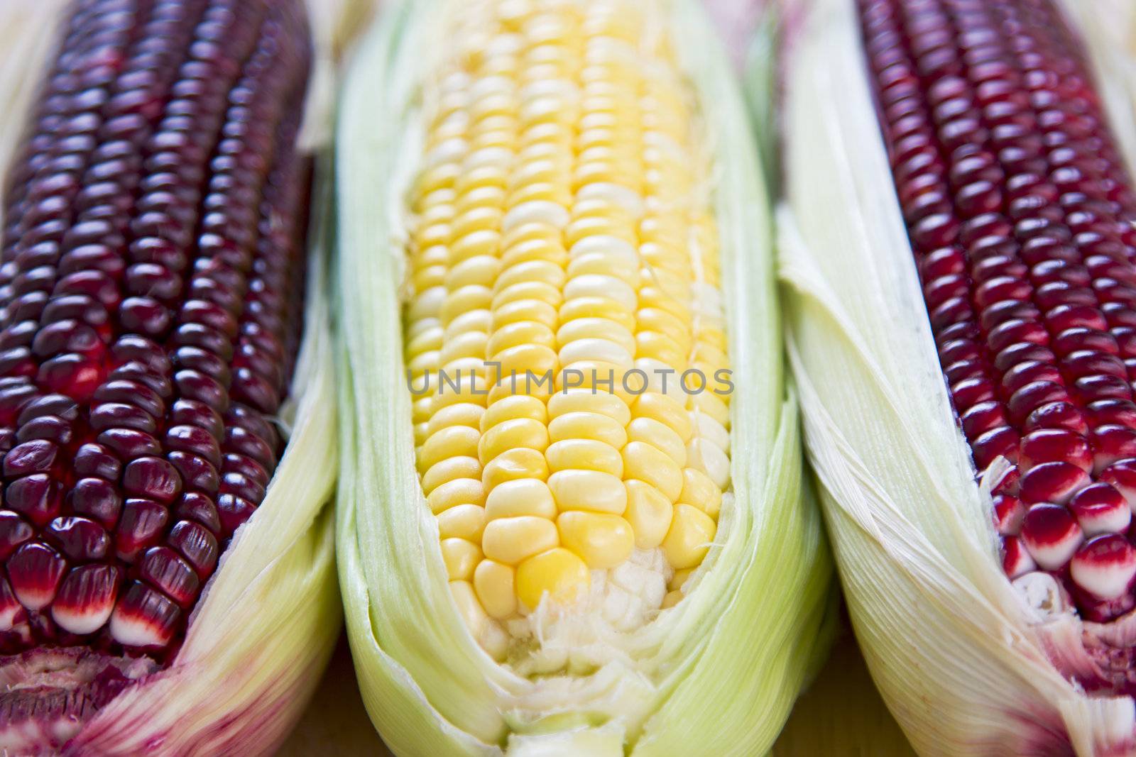 Fresh yellow and purple corn