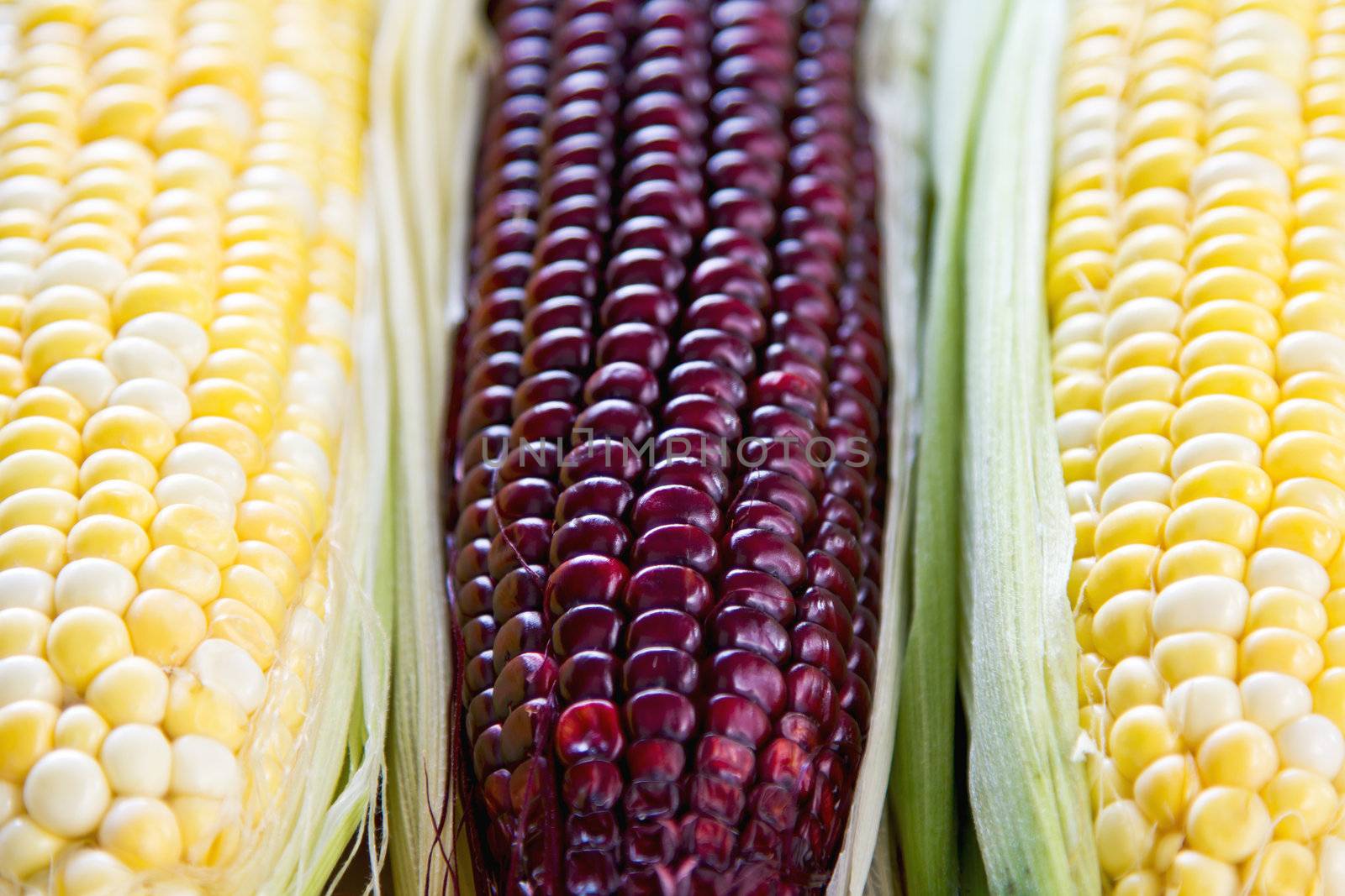 Fresh corn by vanillaechoes