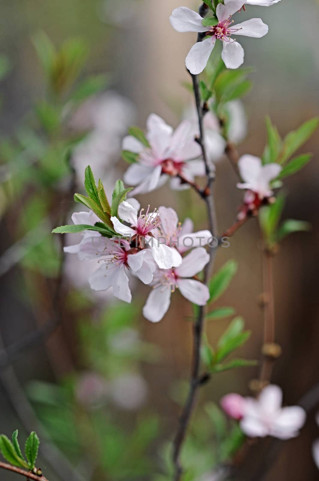 Beautiful tree blossoms against a blue background. 