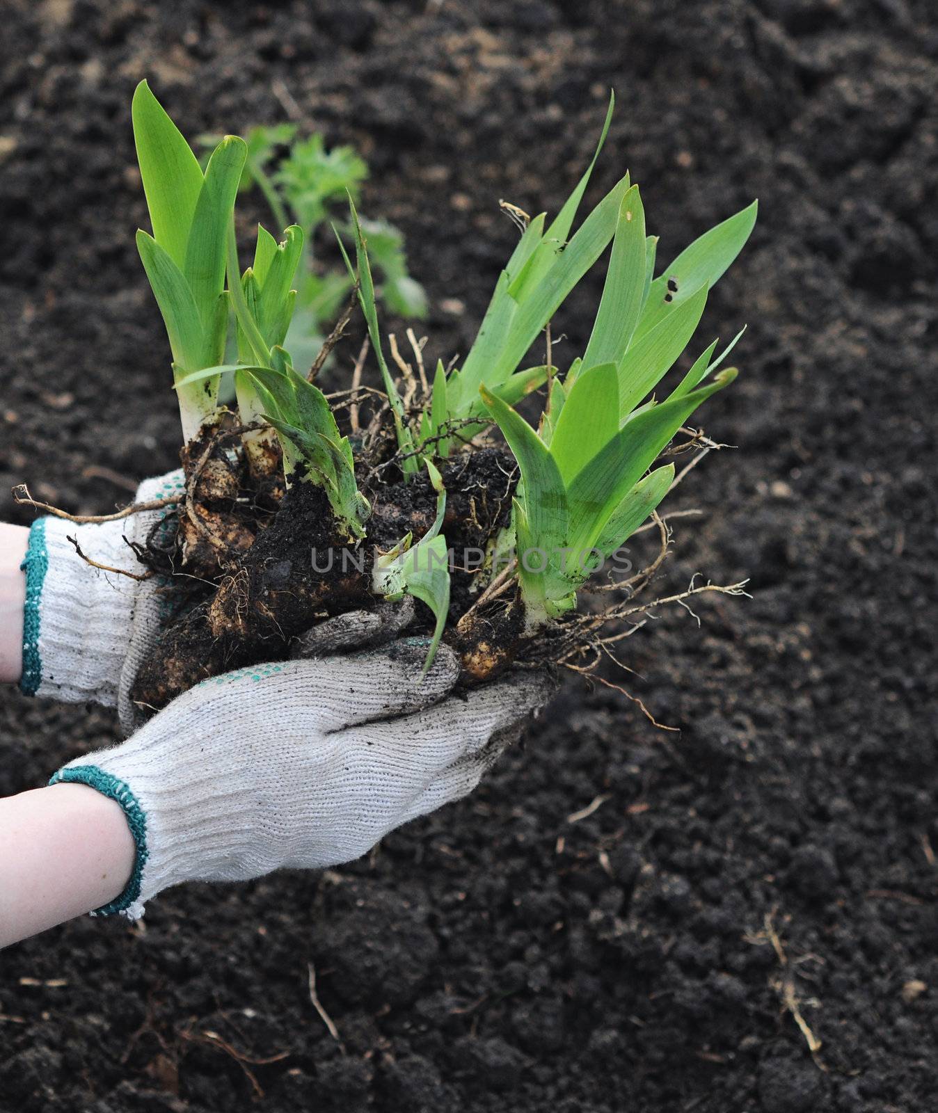 plant in hand over soil background