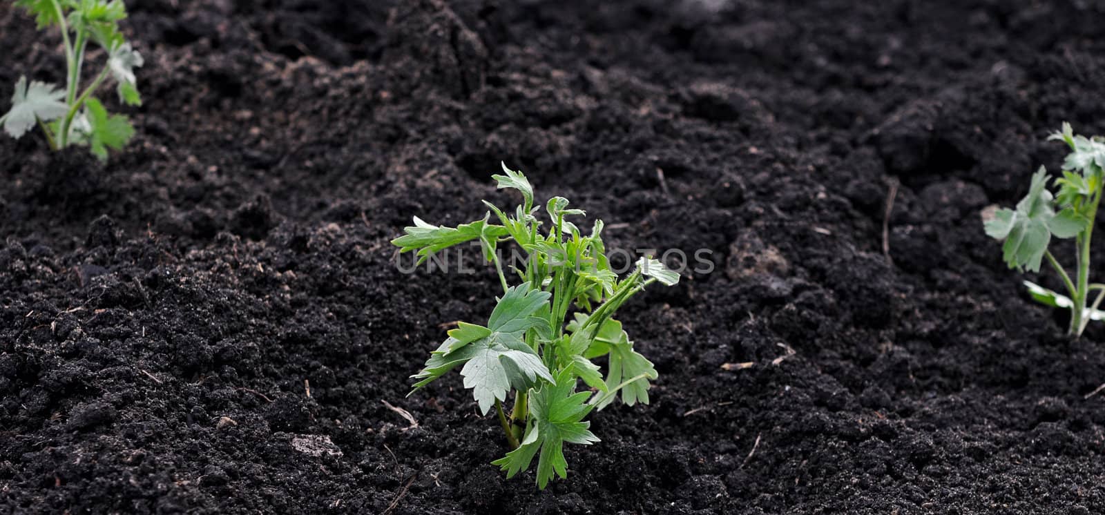 A young green plant growing out of soil. 