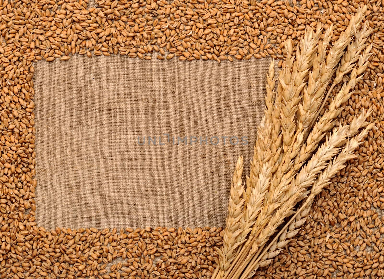 wheat ears on sacking by inxti