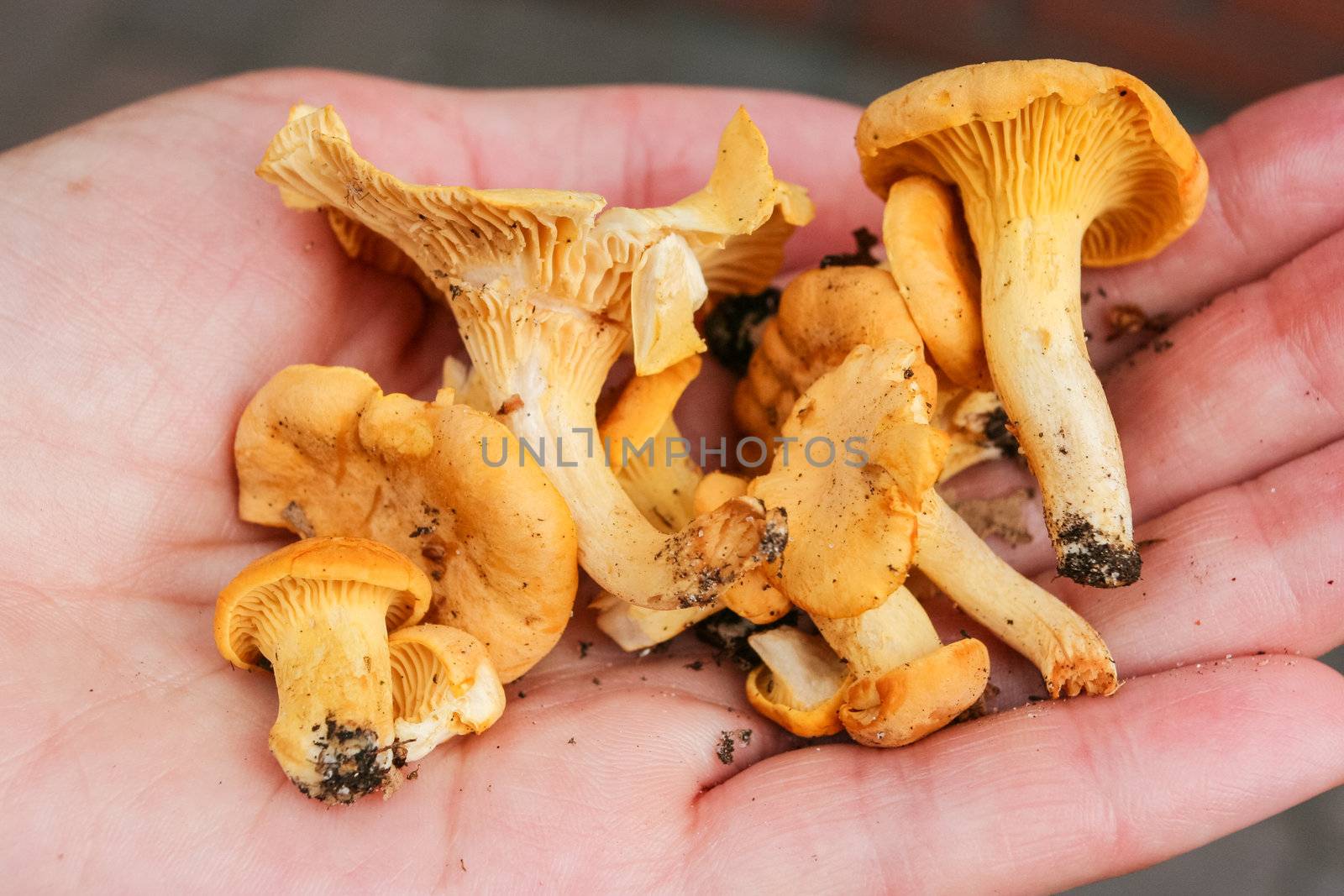 Freshly picked wild chanterelles held out in hand.