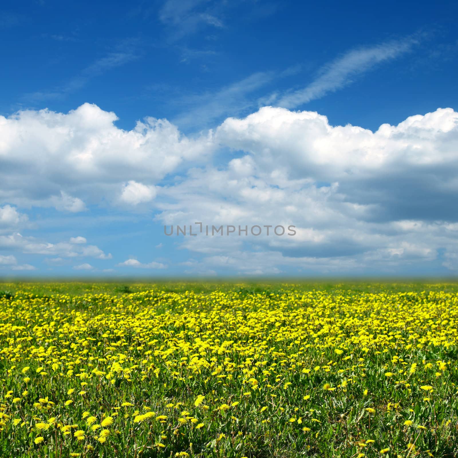 dandelion field by Yellowj