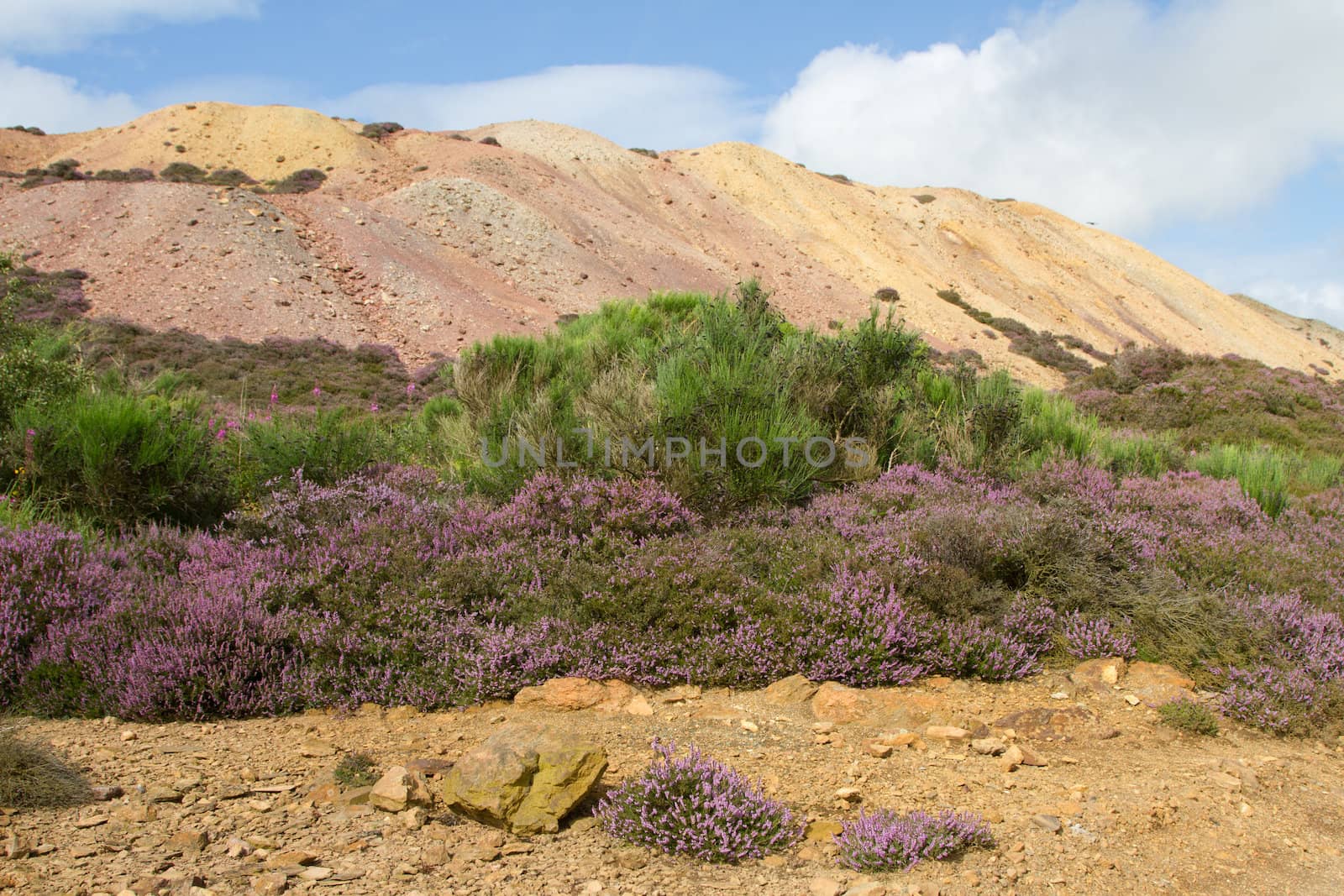 Heather leads to a Broom plant, Cytisus scoparius, with green foliage and black seed pods with a mound of colored earth and blue sky in the background.