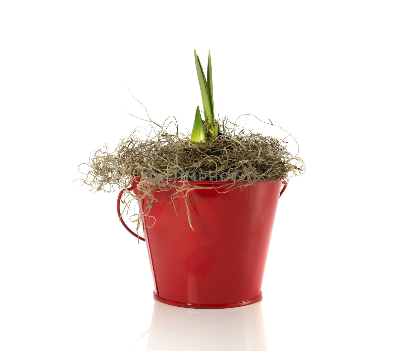 new coming amaryllis in red bucket