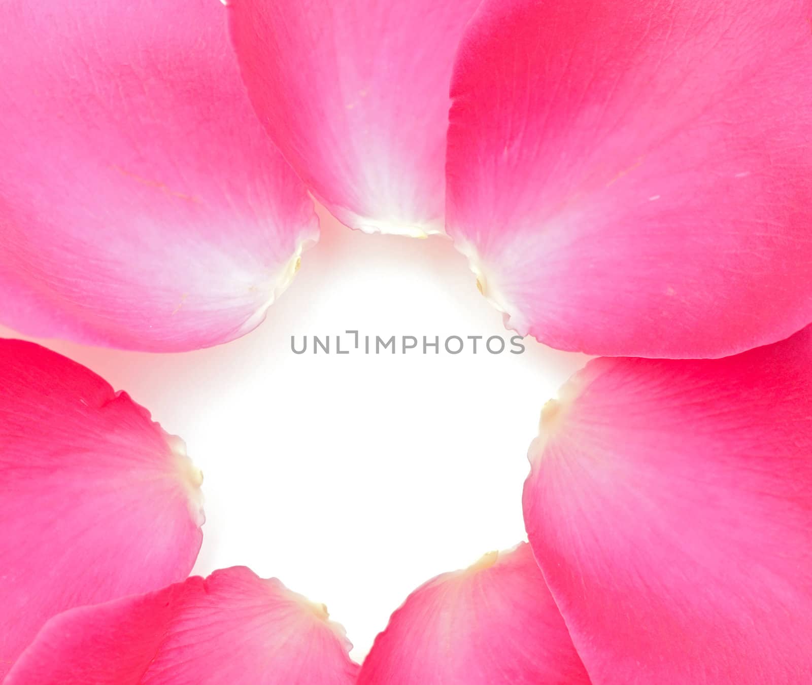 Closeup of pink rose petails 