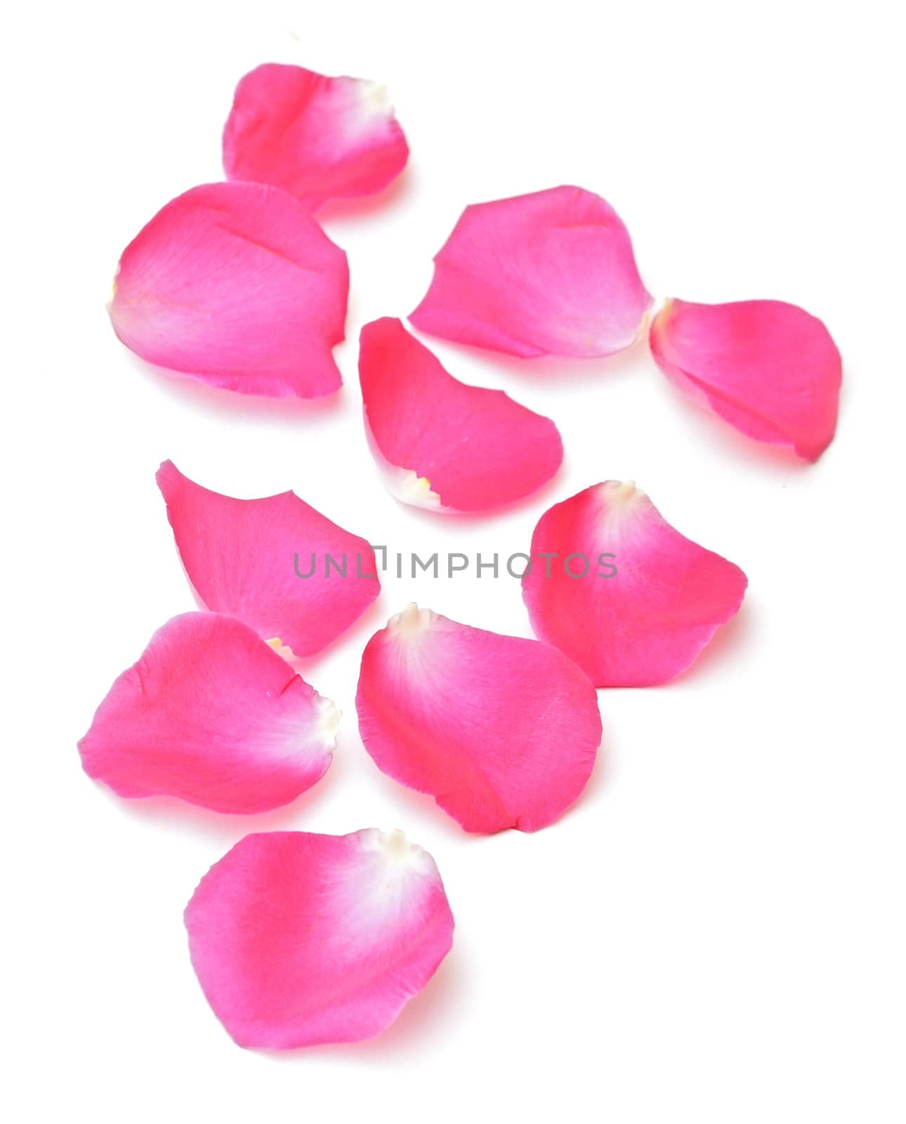 Abstract background of pink rose petals