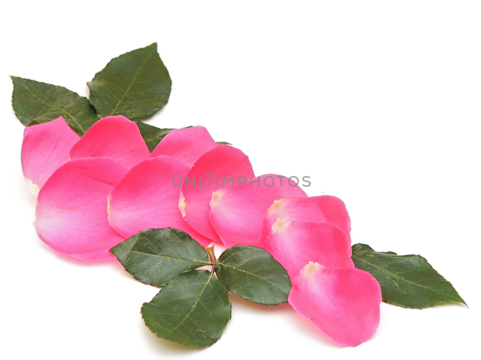 Petals of pink roses