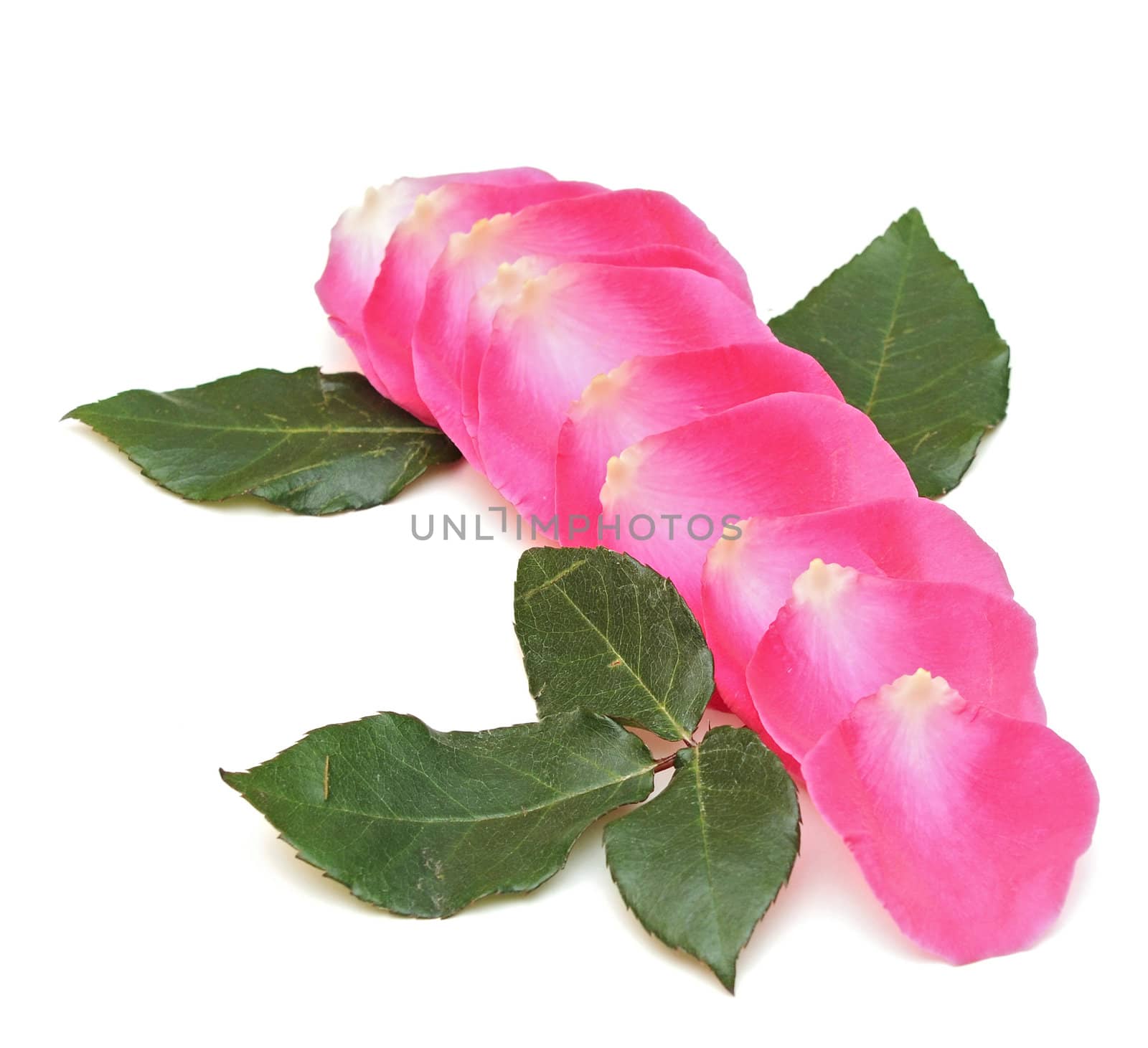 Pink rose petals on white background by inxti