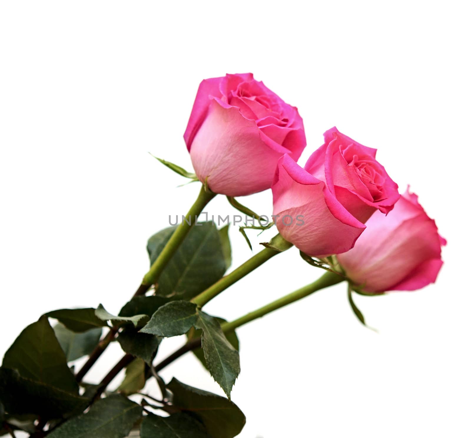 Bunch of pink roses isolated on white by inxti