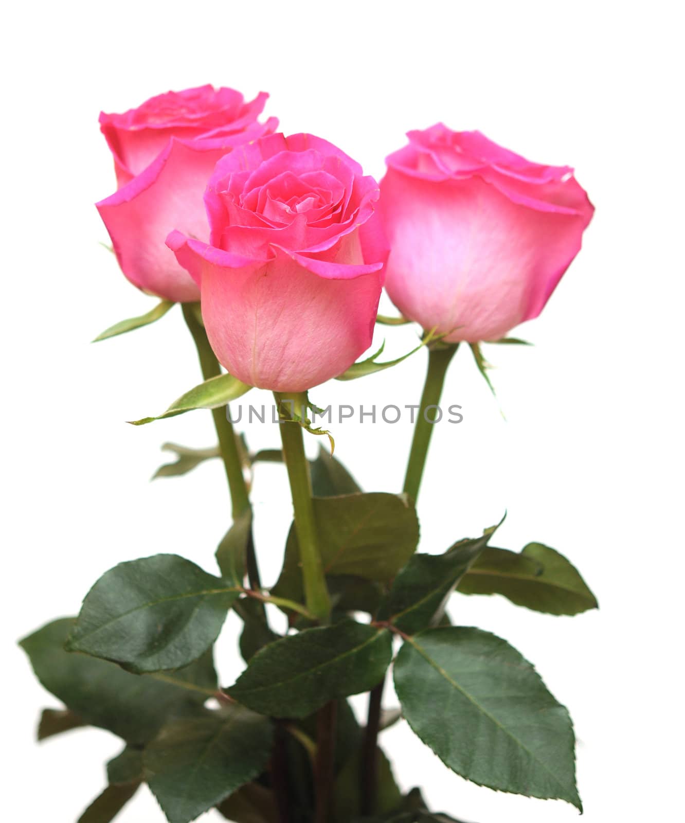 Bunch of pink roses isolated on white  by inxti
