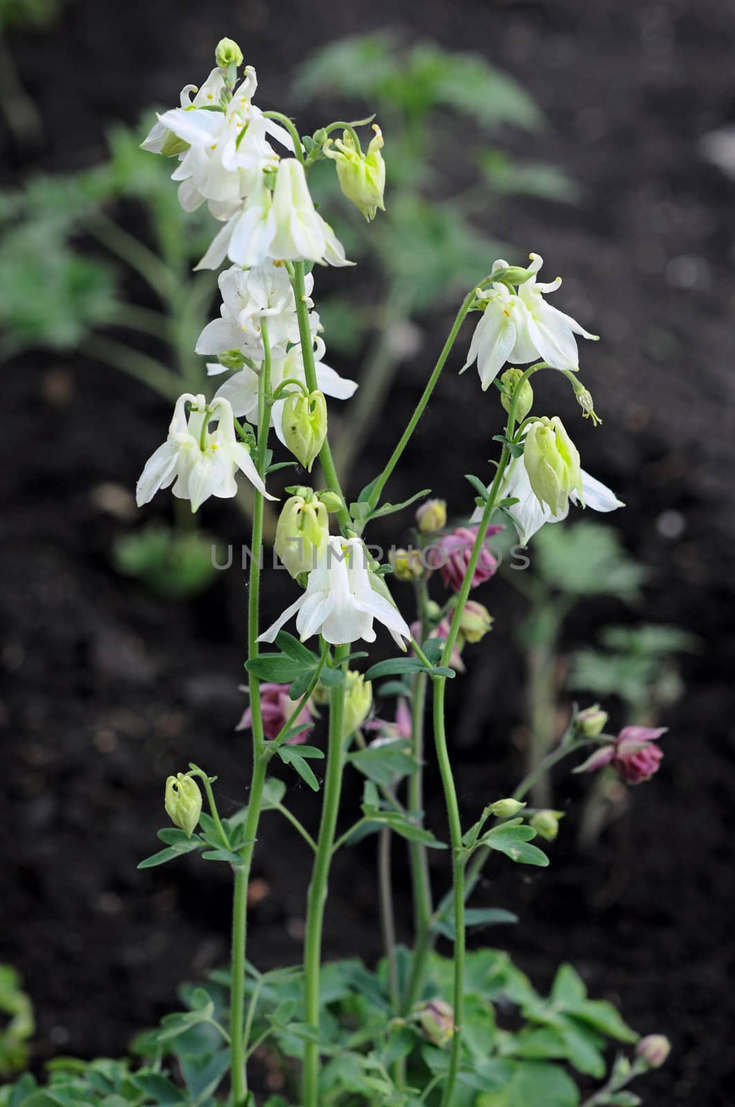 flower watershed 