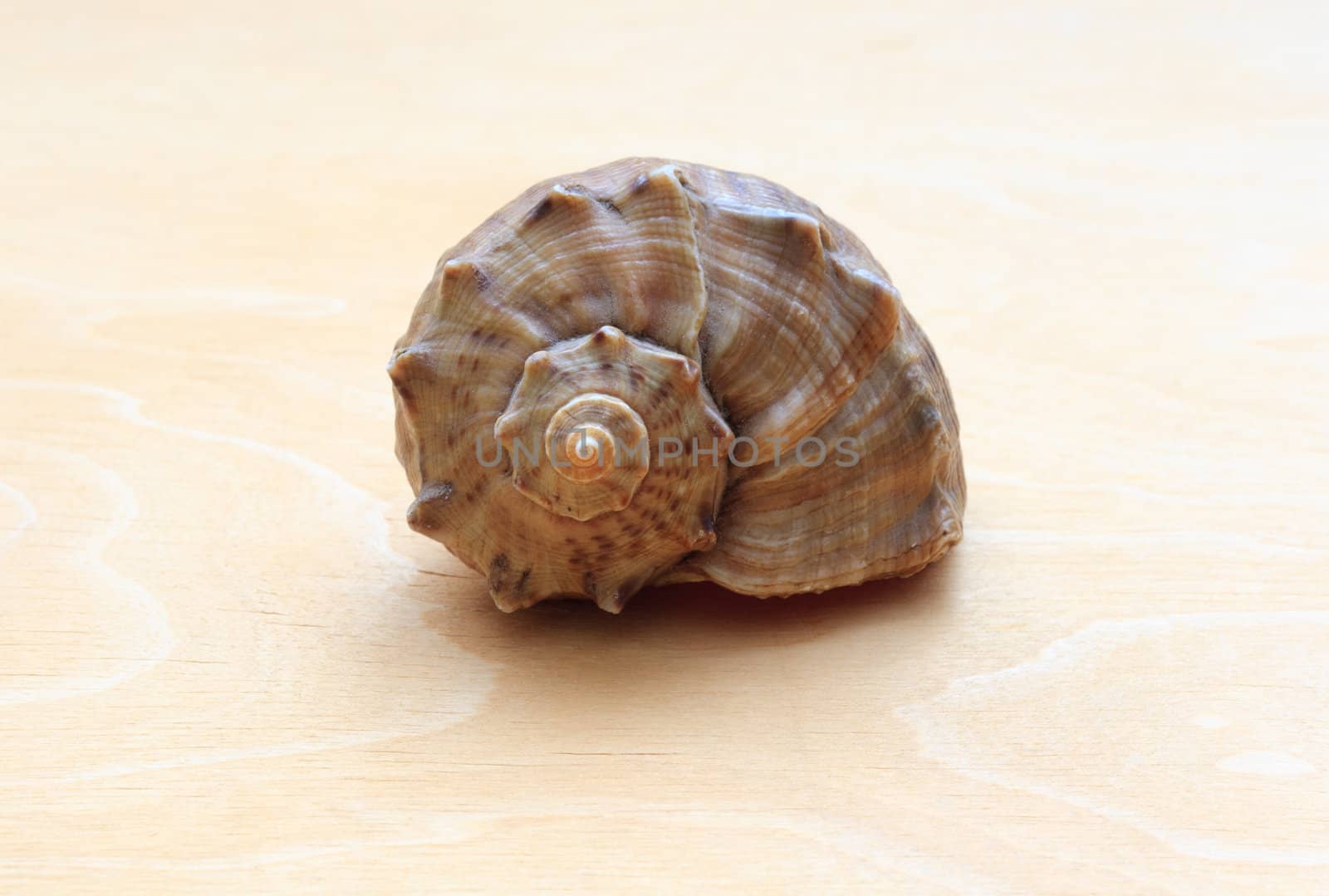 sea ​​shell on a background of wood