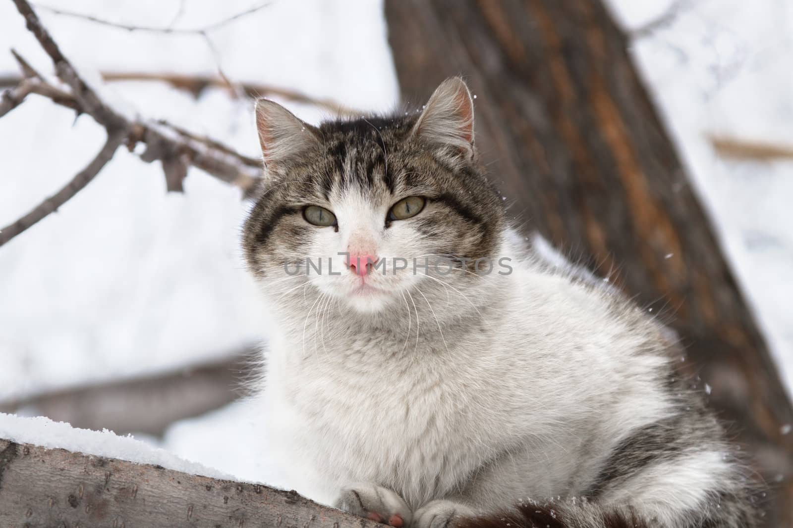 Beautiful cat sitting on a tree