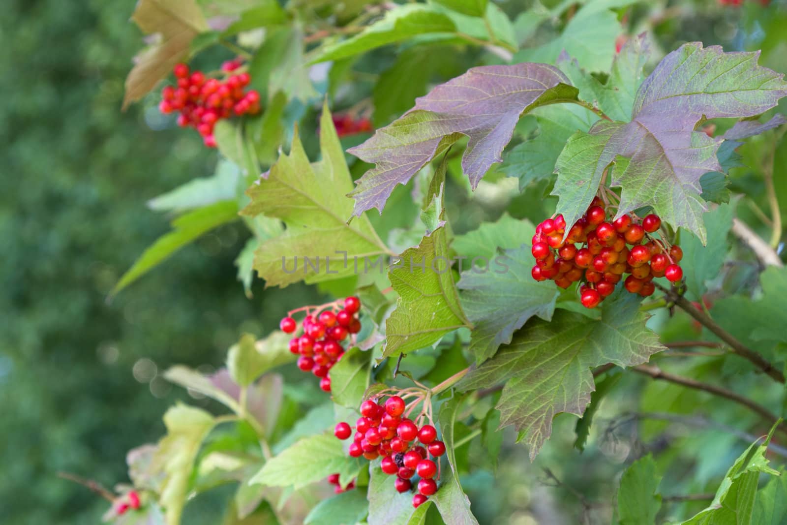 Bunches of red viburnum berries