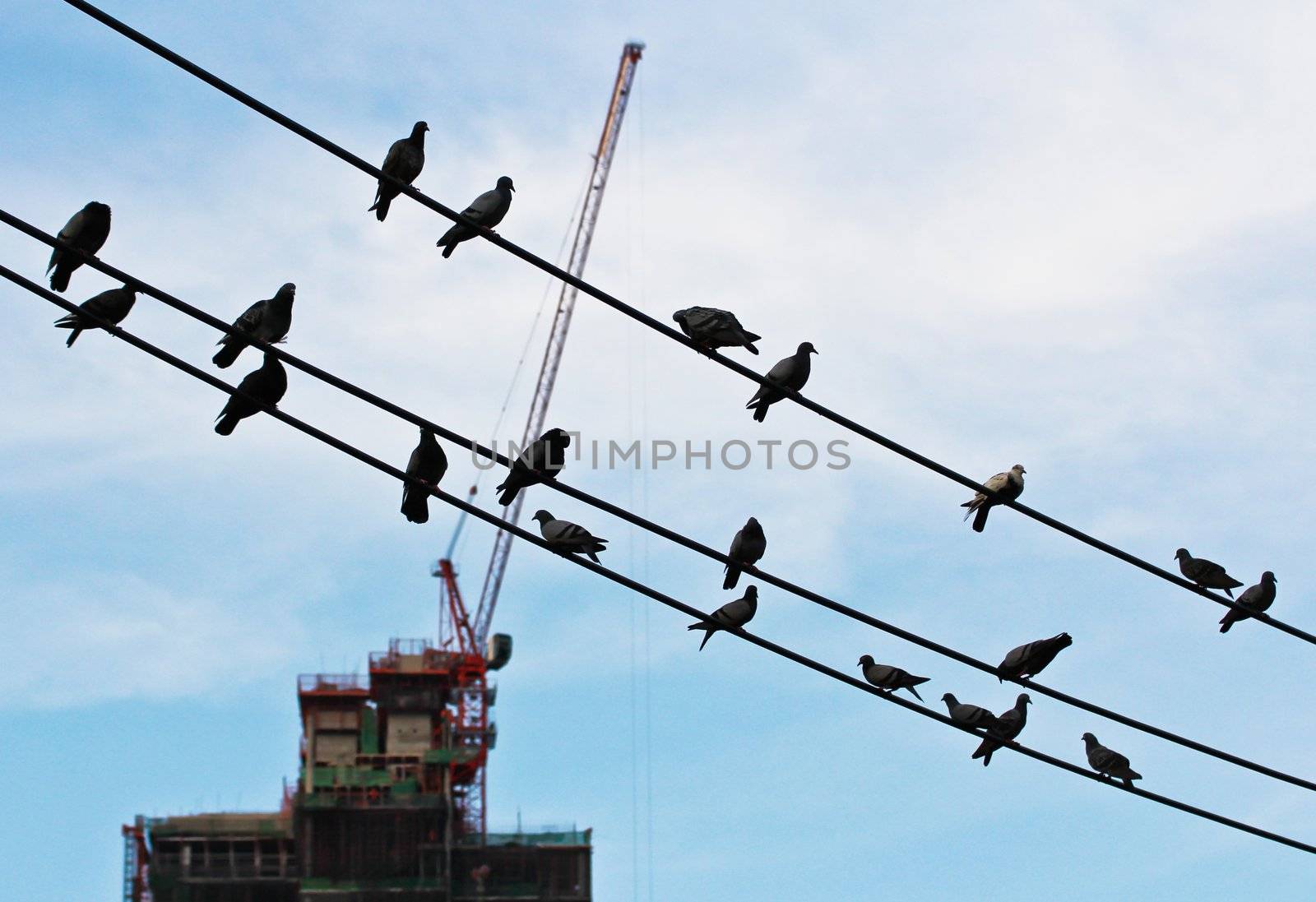 Pigeon on the cable by Myimagine