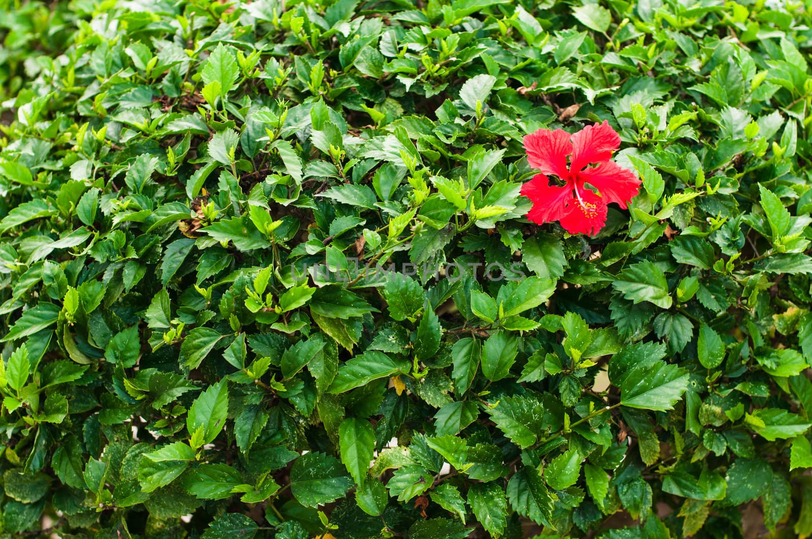 Red hibiscus flower on green leaves wall
