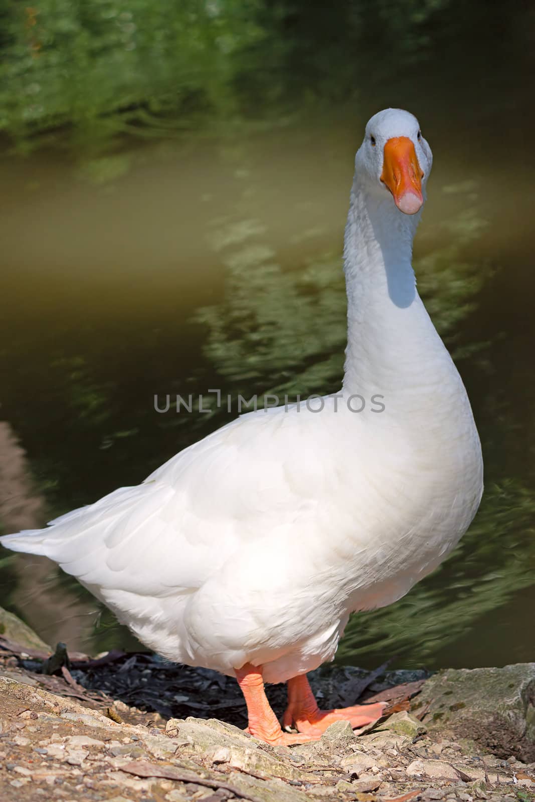 White Goose close-up in zoo, Russia.