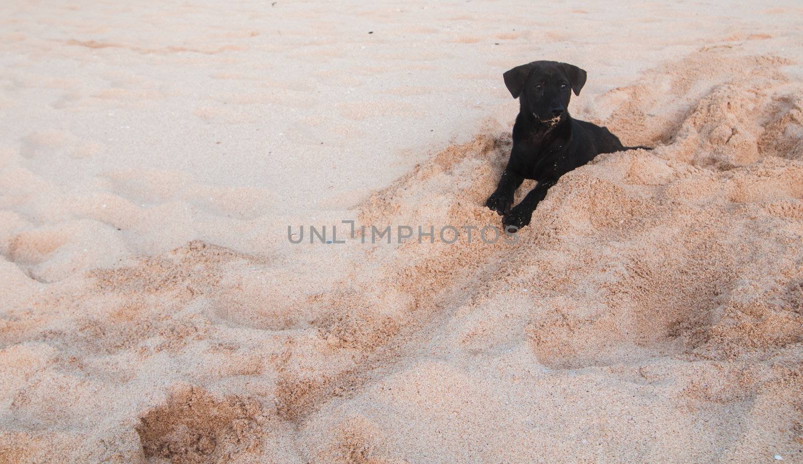 Small black puppy digging holes on a beach
