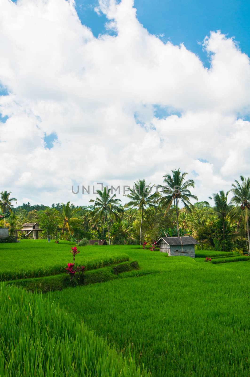 Rice field and coconut palms by nvelichko