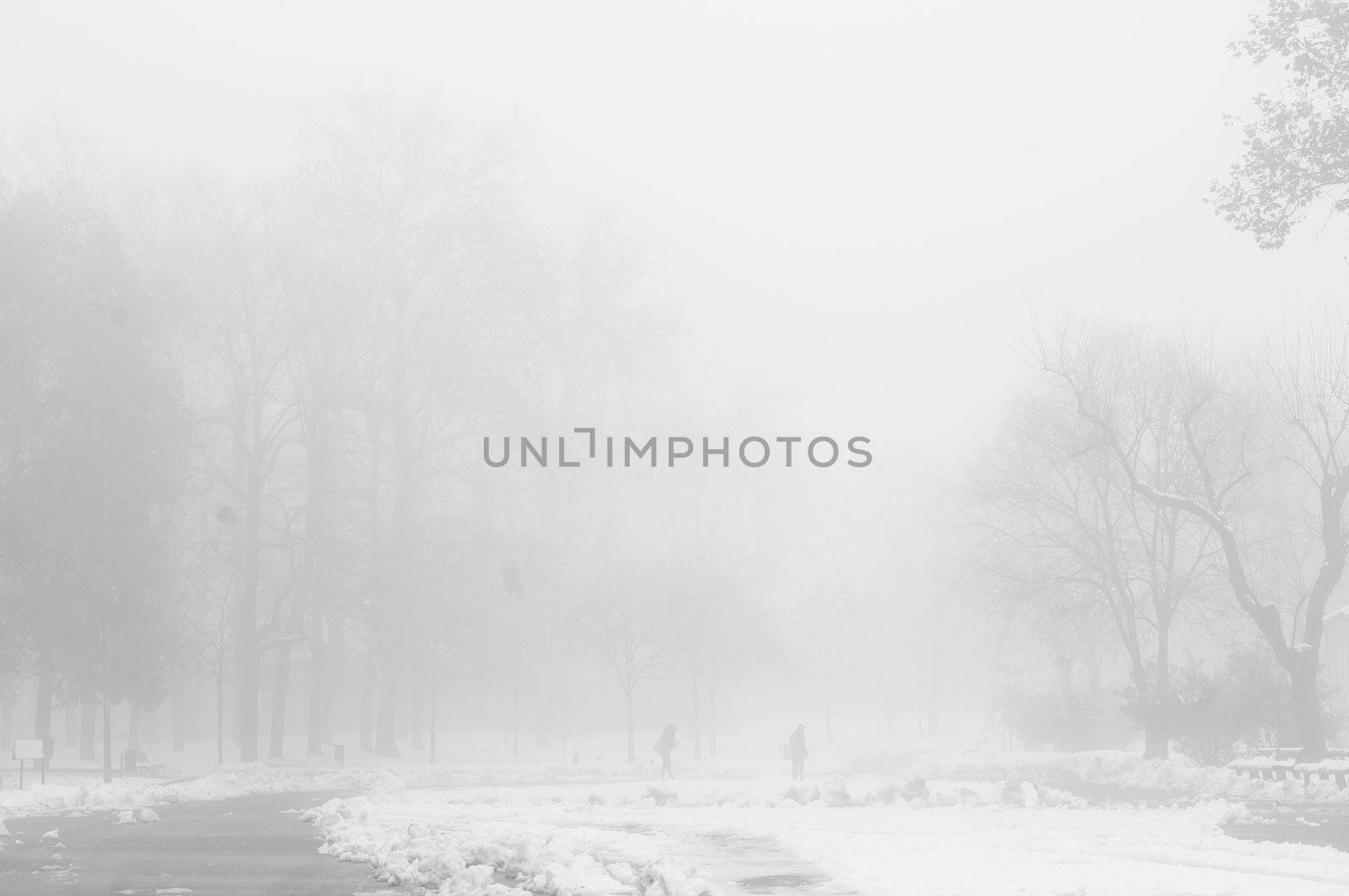 foggy winter landscape with snow