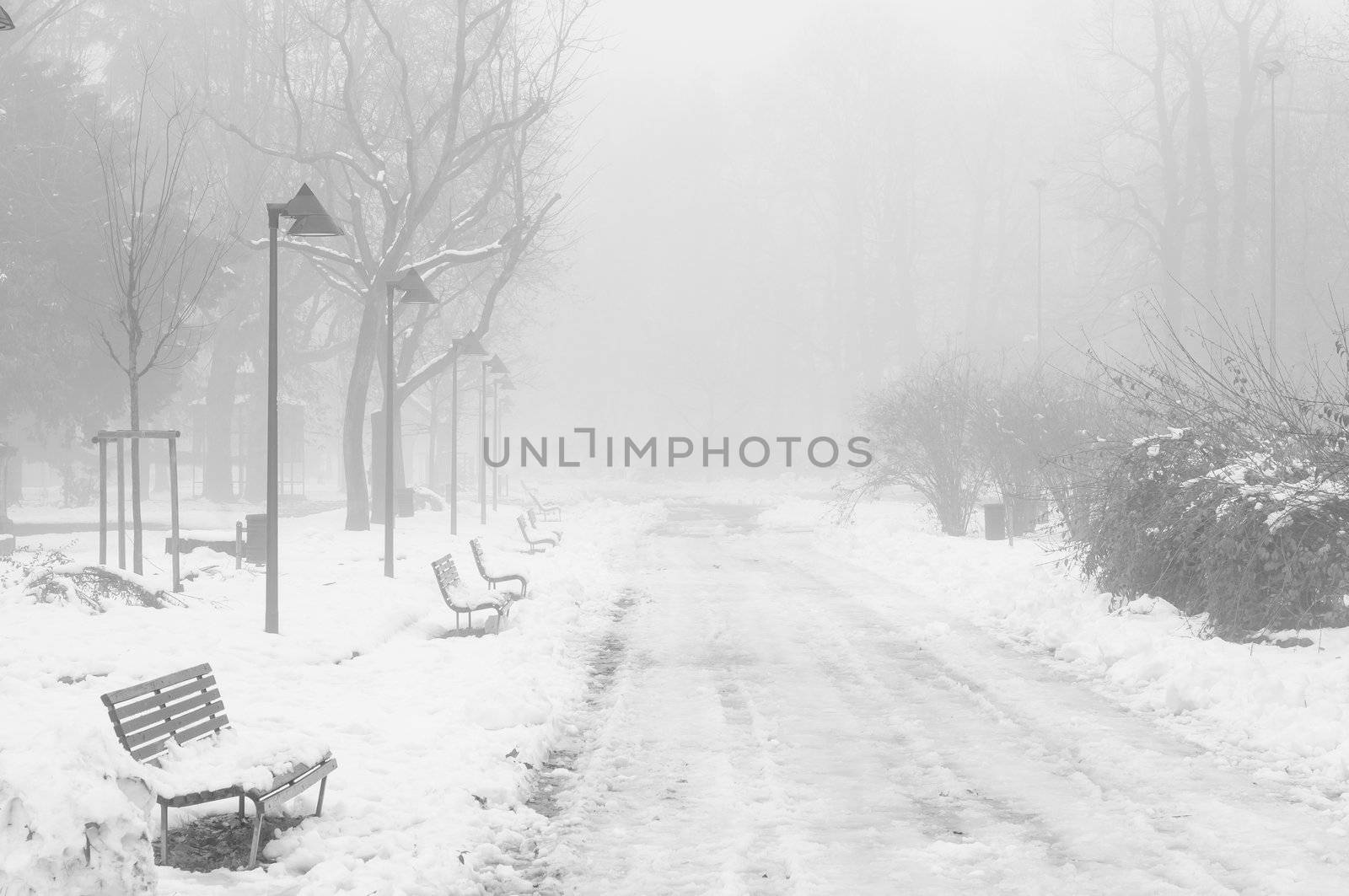 foggy winter landscape with snow