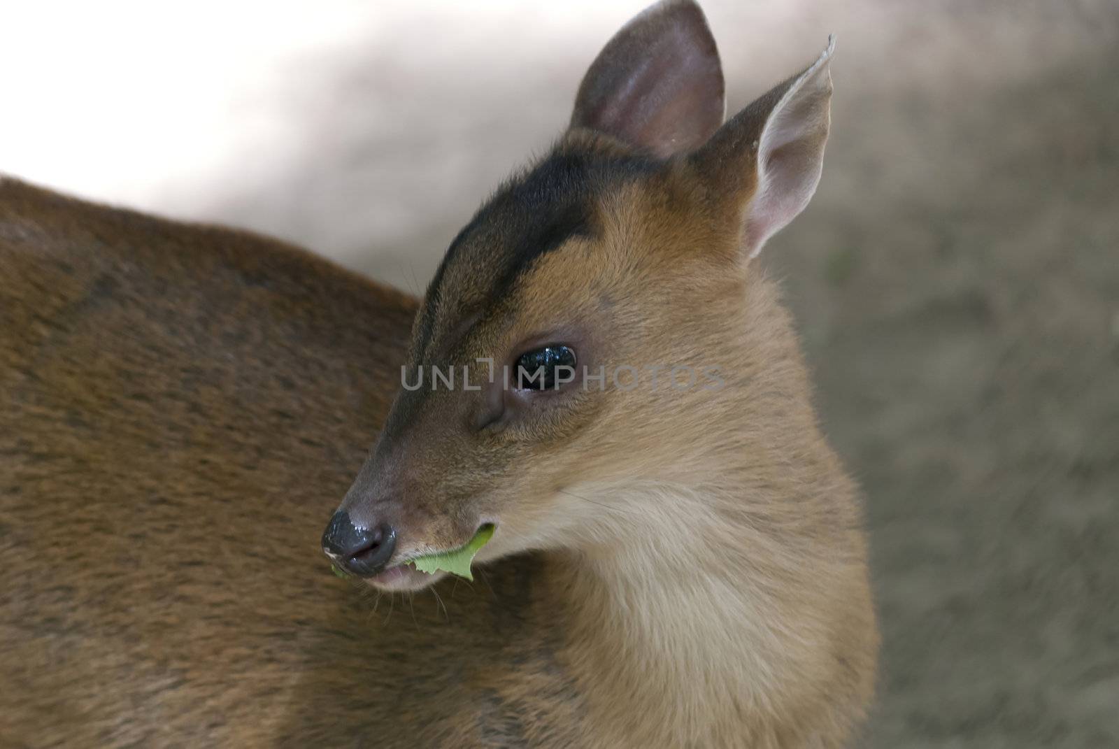 Little muntjak eating a green leaf