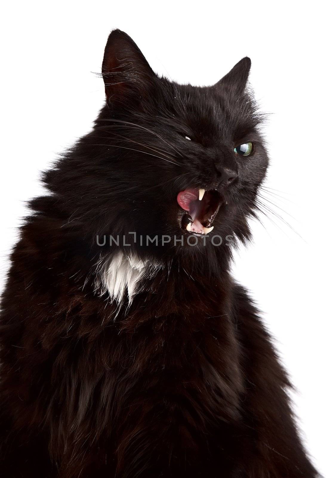 The blinked licking lips cat on a white background