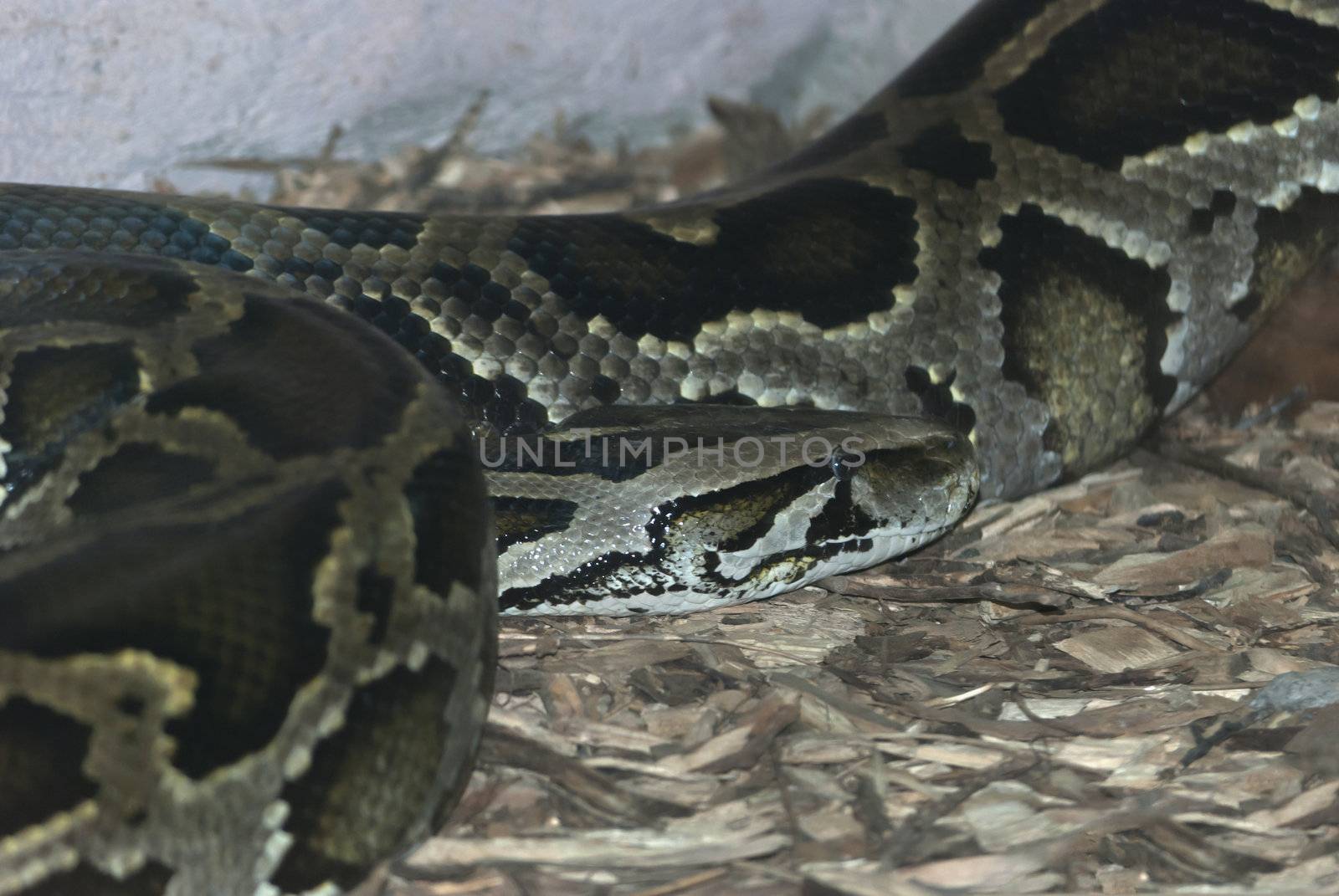 Anaconda, large snake found in tropical South America