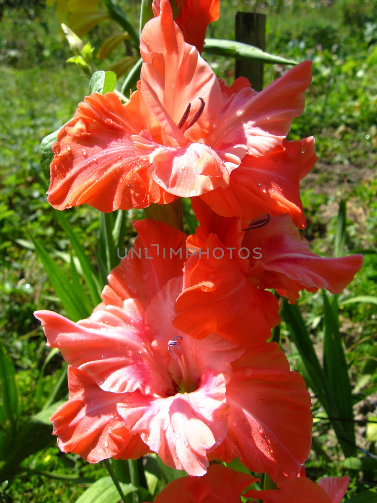 a beautiful and bright flower of red gladiolus