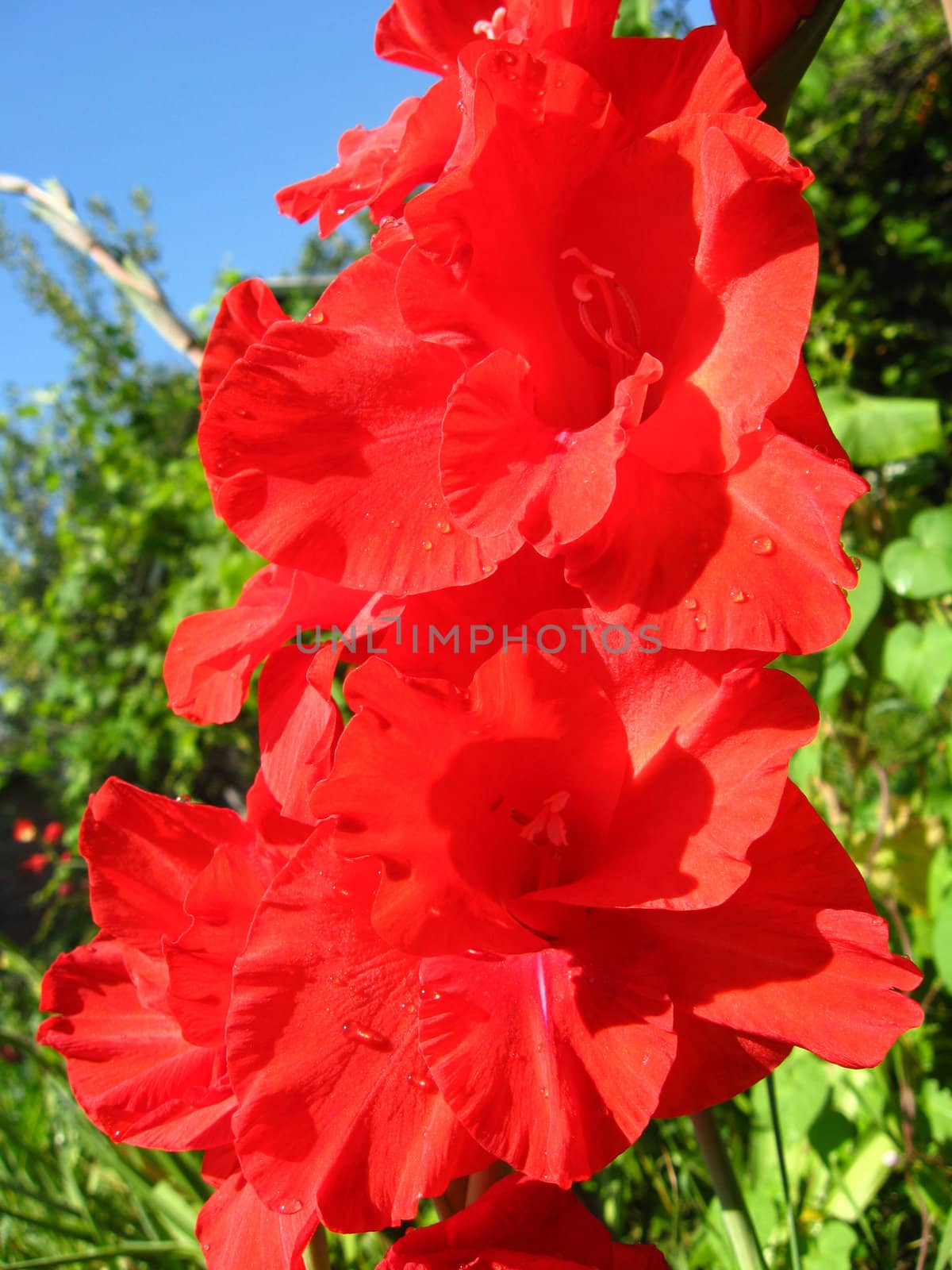 a beautiful and bright flower of red gladiolus