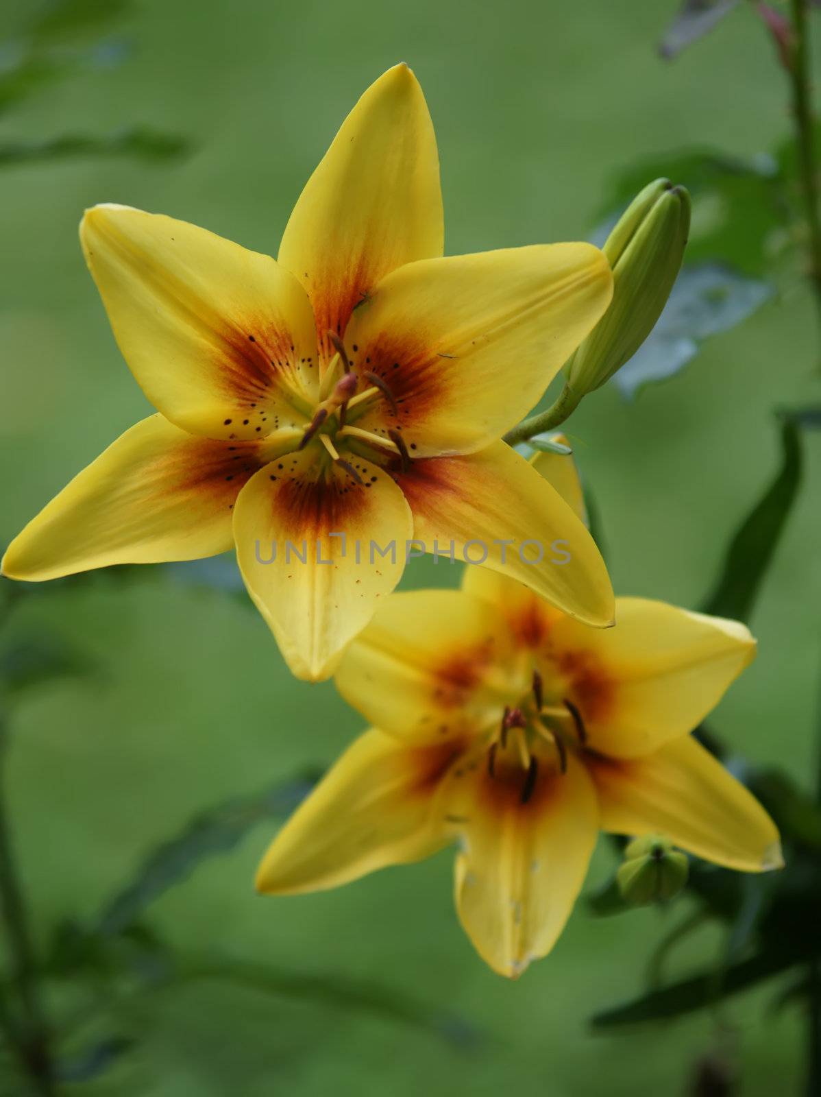 yellow lily by digidreamgrafix
