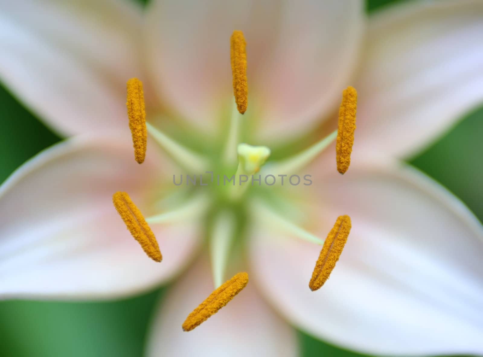 symmetrical flower closeup