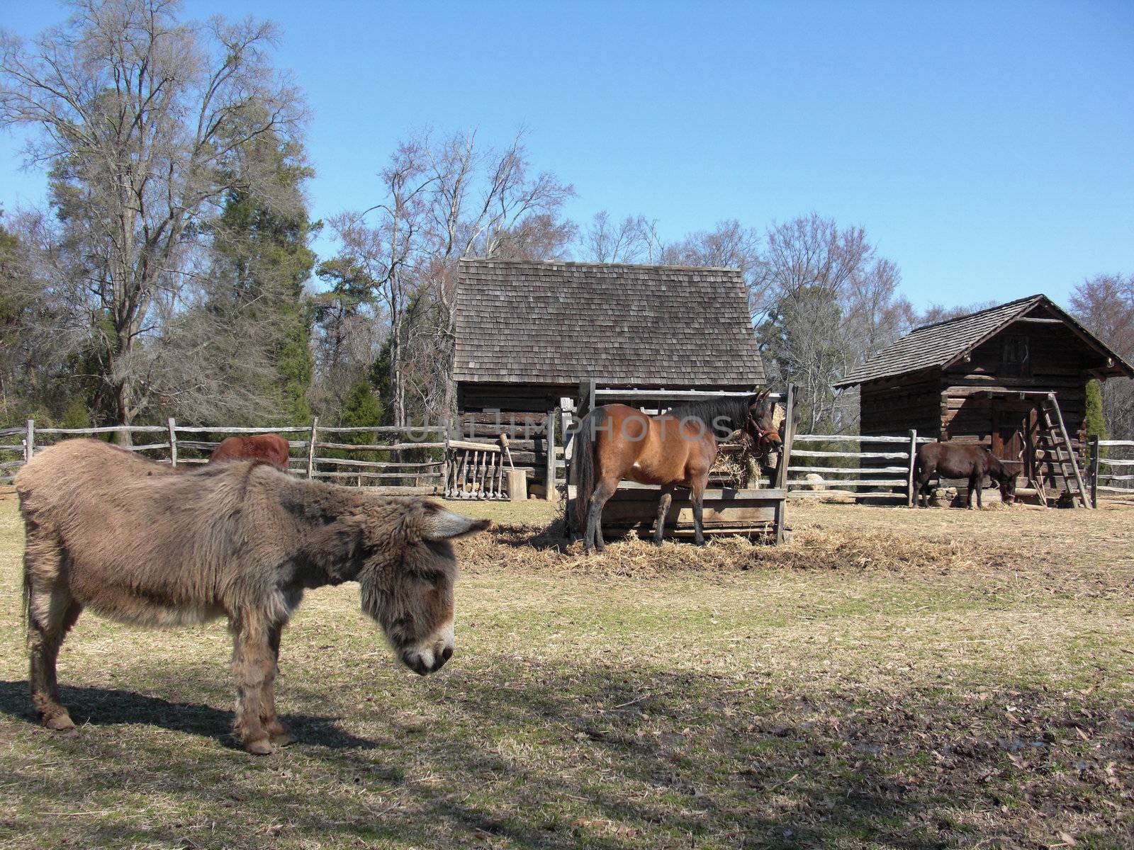horse and donkey on the farm