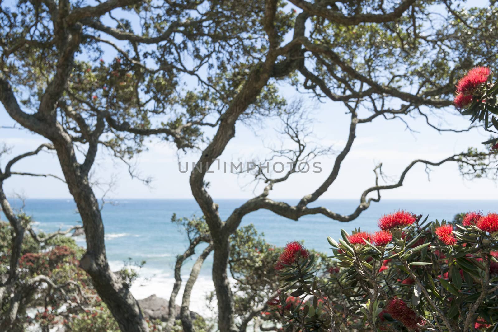 Sea view through branches of New Zealand pohutukawa tree.