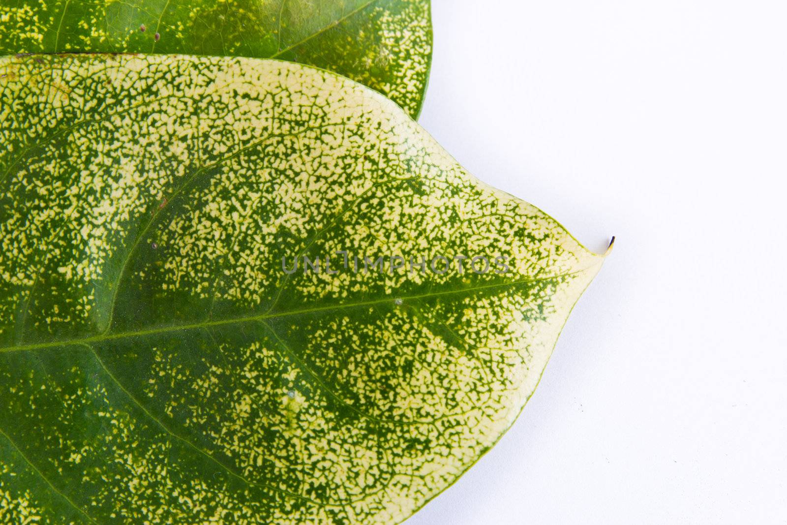 leaf texture