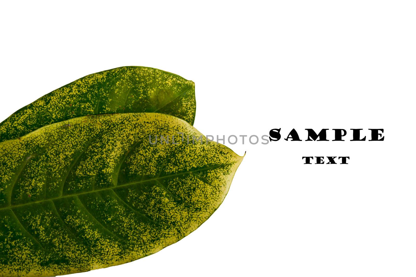 leaf texture by wasan_gredpree